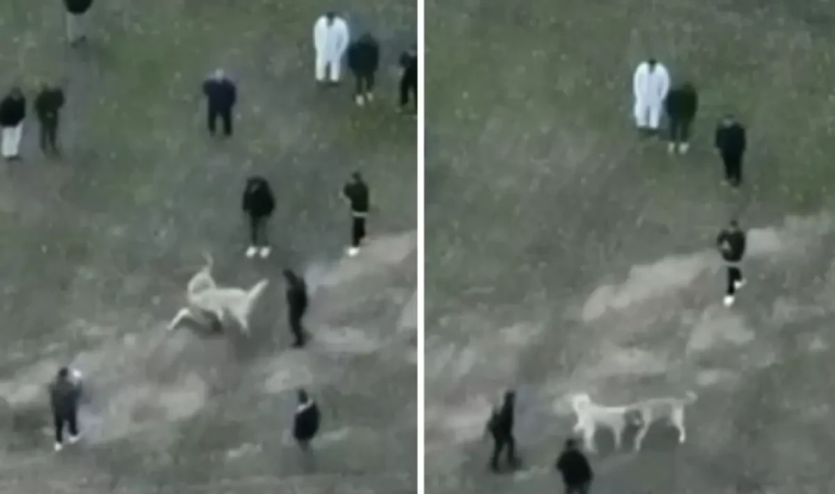 Afyonkarahisar’da Köpek Dövüşü Operasyonu: 12 Gözaltı