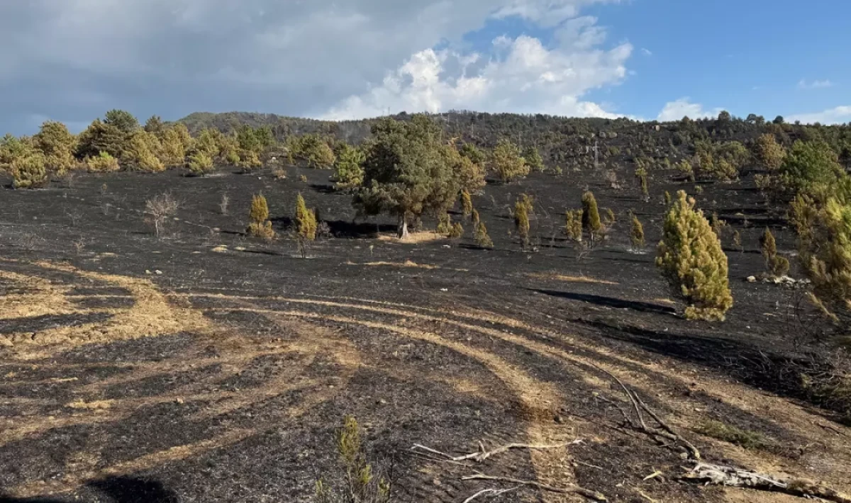 Akılalmaz iddia! Karabük’teki orman yangınına küçücük bir karga mı sebep oldu?
