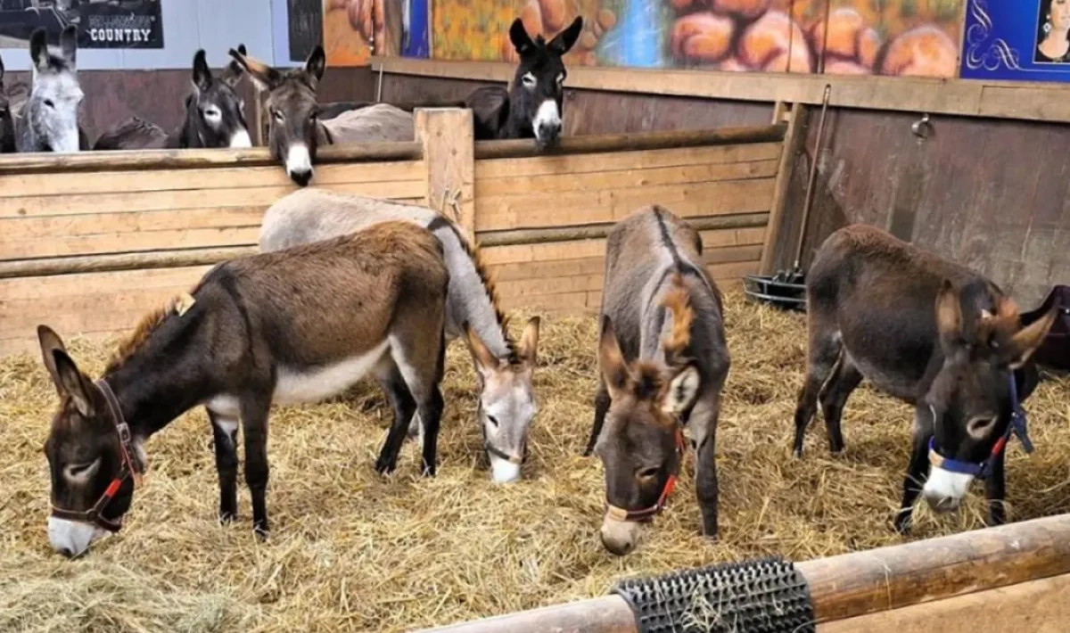 Almanya, Gazze’den gelen 8 eşeğe sığınma hakkı verdi — Sosyal medyada tartışma büyüyor