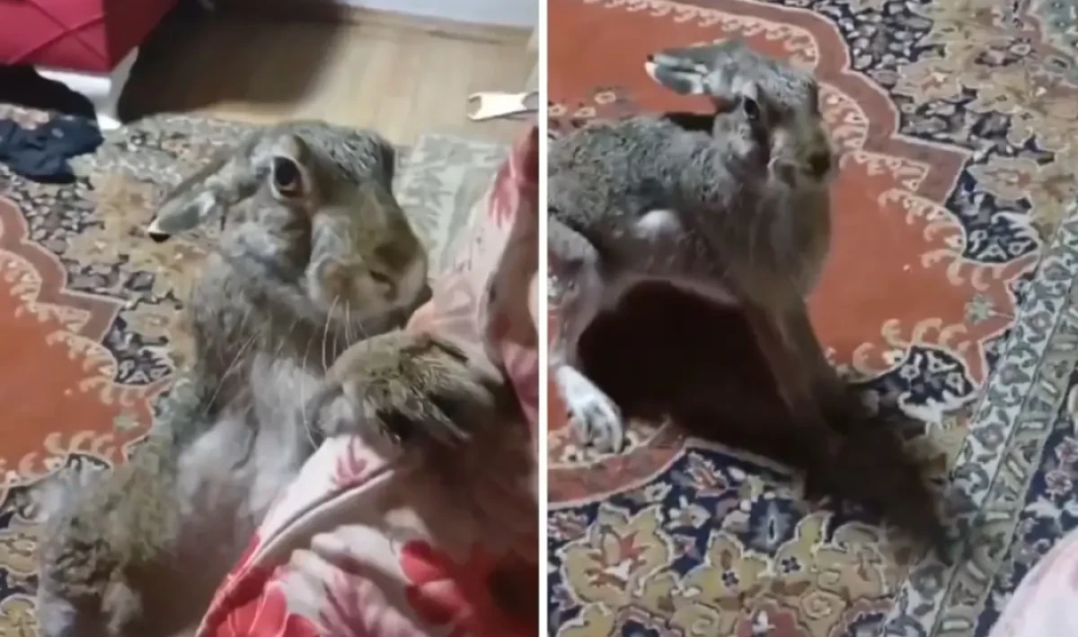 Ankara’da Yaban Tavşanına Kötü Muamele Tepki Çekti