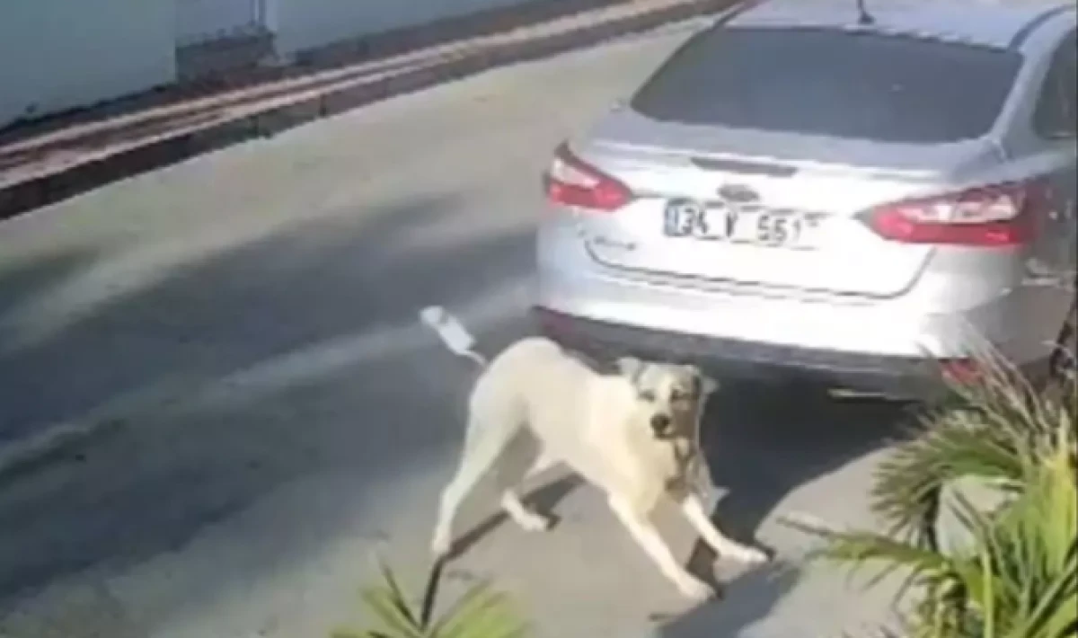 Antalya’da Köpeği Öldüren Emekli Polis Yargılanıyor