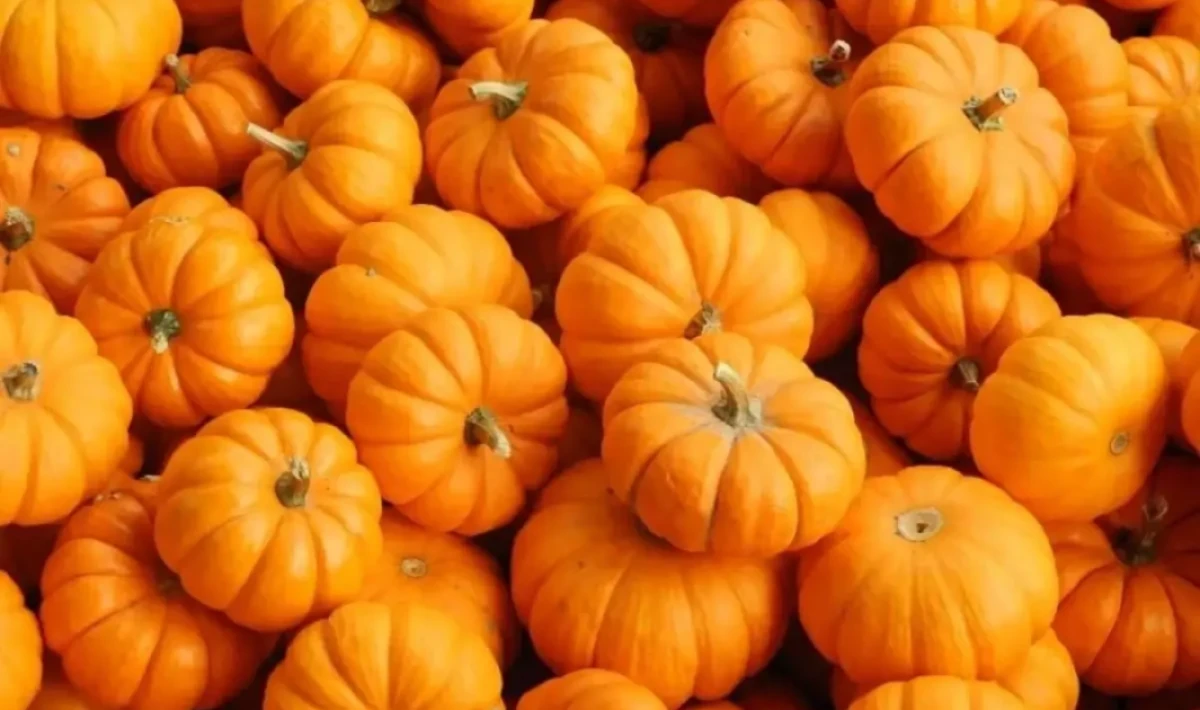 Balkabağı Mutfaklarda Yeniden Keşfediliyor: Gelenekselden Çok Öteye