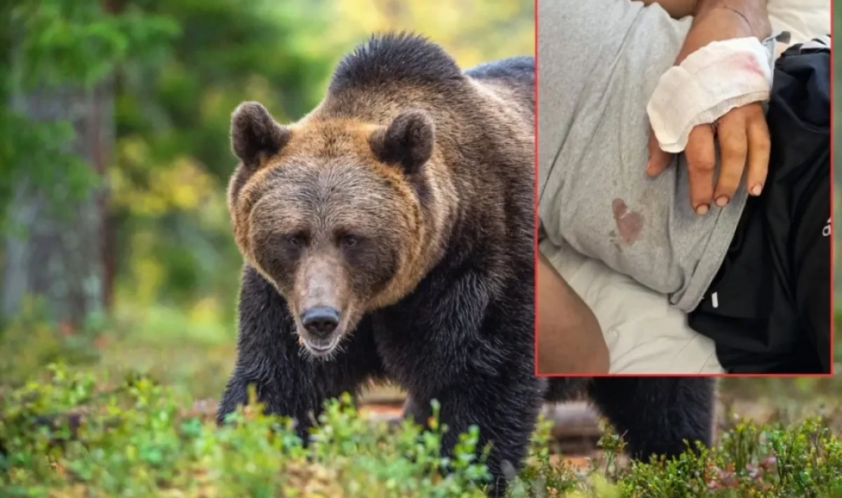 Bolu’da Ayı Saldırısı: Mahalle Sarsıldı, Bir Kişi Yaralı