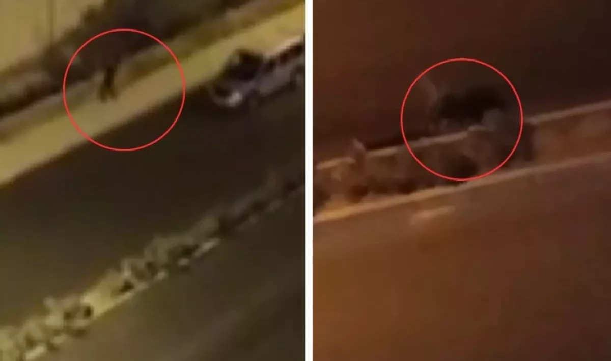 Elazığ’da Pompali dehşeti: Ev Alarm Verdi, 1 Yaralı!