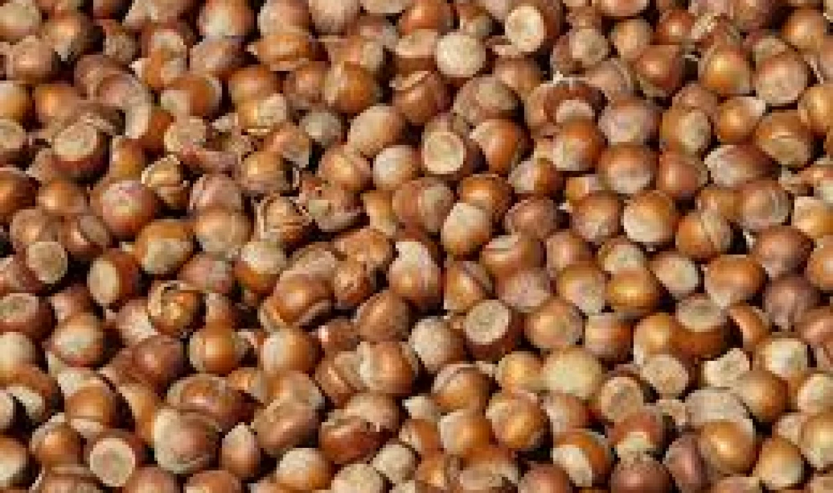 Fındık Fiyatlarında Hareketlilik – Üretici Beklentisi Yüksek