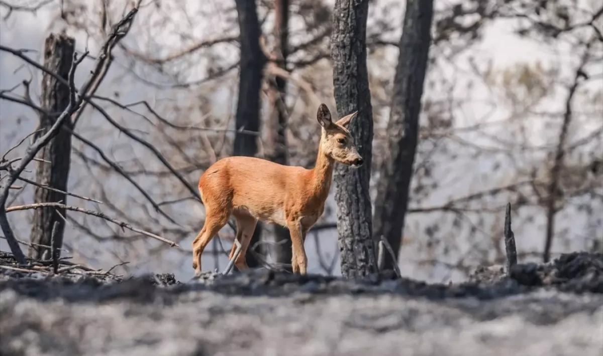 Gelibolu’da Orman Yangını: Karaca Alevlerden Kaçarken Görüntülendi