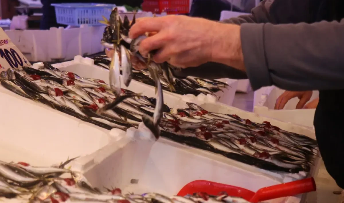 Hamsi Azaldı, Tezgâhların Yıldızı İstavrit Oldu: Kilosu 100 TL’ye Kadar Düştü
