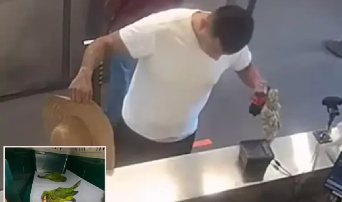 İç Çamaşırında Kaçak Papağanlarla Sınırı Geçmeye Çalıştı