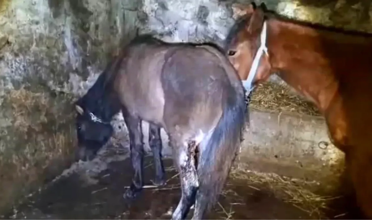 Kars’ta 15 At Silahla Yaralandı: Jandarma Soruşturma Başlattı