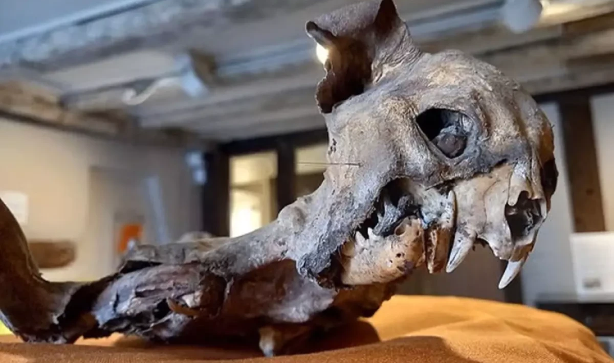 Kilisenin Duvarları Arasından Çıktı: Tarihçileri Dahî Şaşırttı