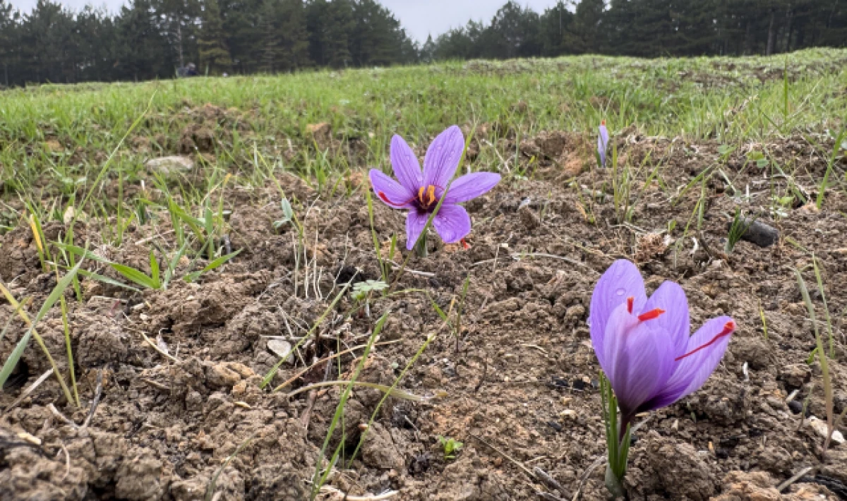 Kilosunun Fiyatı 600 Bin TL’ye Çıktı! Safran Tarlasına Ziyaretçi Akını
