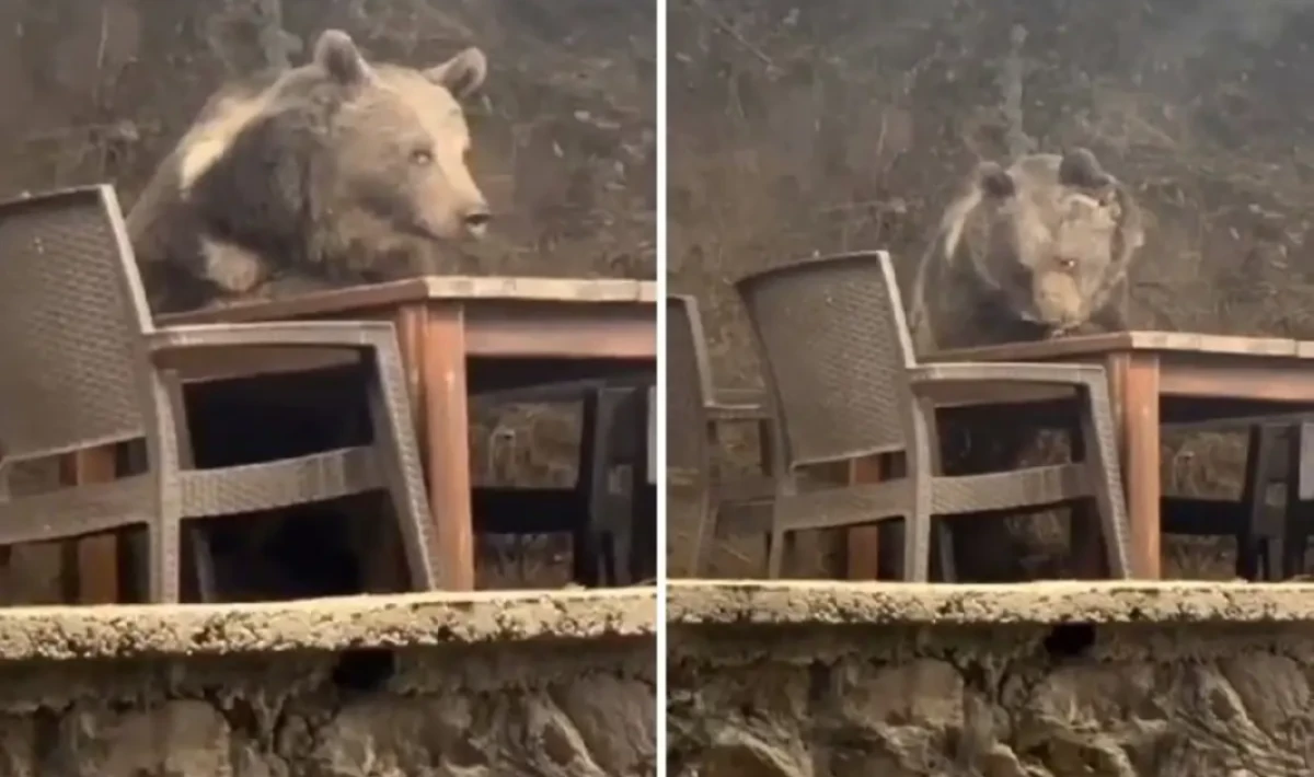 Kızılcahamam’da Doğadan Gelen Komik Misafir: Masada “Servis Bekleyen Ayı” Gündem Oldu