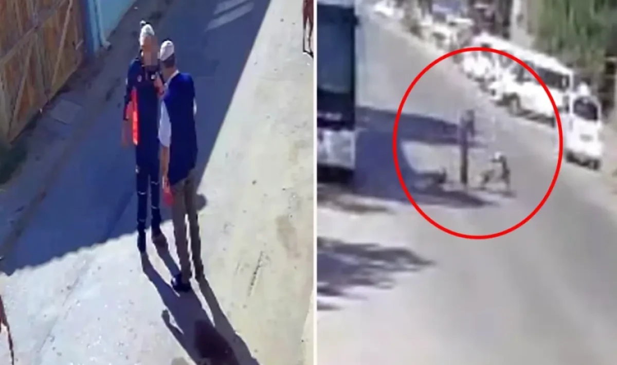 “Köpeklerimi Sen mi Şikayet Ettin?” Yaşlı Adamın Savunması Sosyal Medyada Viral