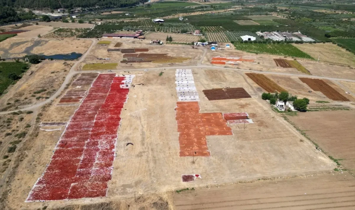 Manisa Gediz Ovası’nda Maharetli Ürün Şovları