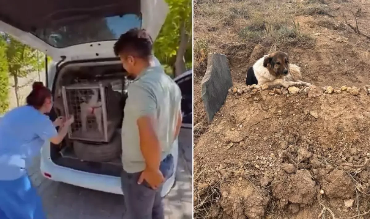 Ölen Sahibinin Mezarında 10 Gün Nöbet Tutan Vefalı Köpeğe Ünlü Sanatçı Ceylan Ertem Sahip Çıktı