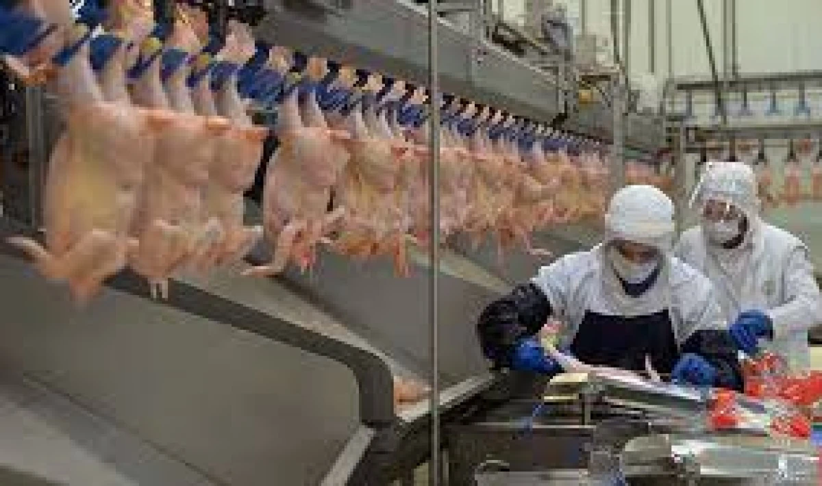 Piliç Eti Fiyatları Vatandaşın Gündeminde