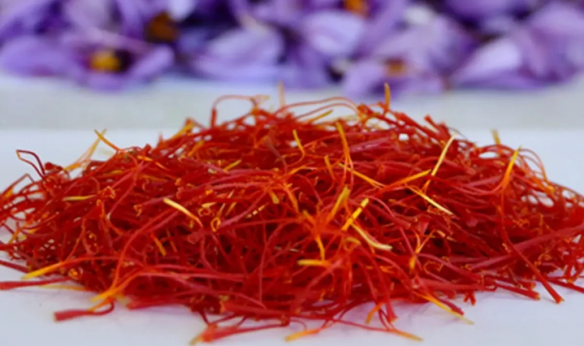 Safranbolu’da Safran Hasadı Süresi Uzadı: Mor Çiçekler Uzun Süreli Kutlamaya Davet Ediyor