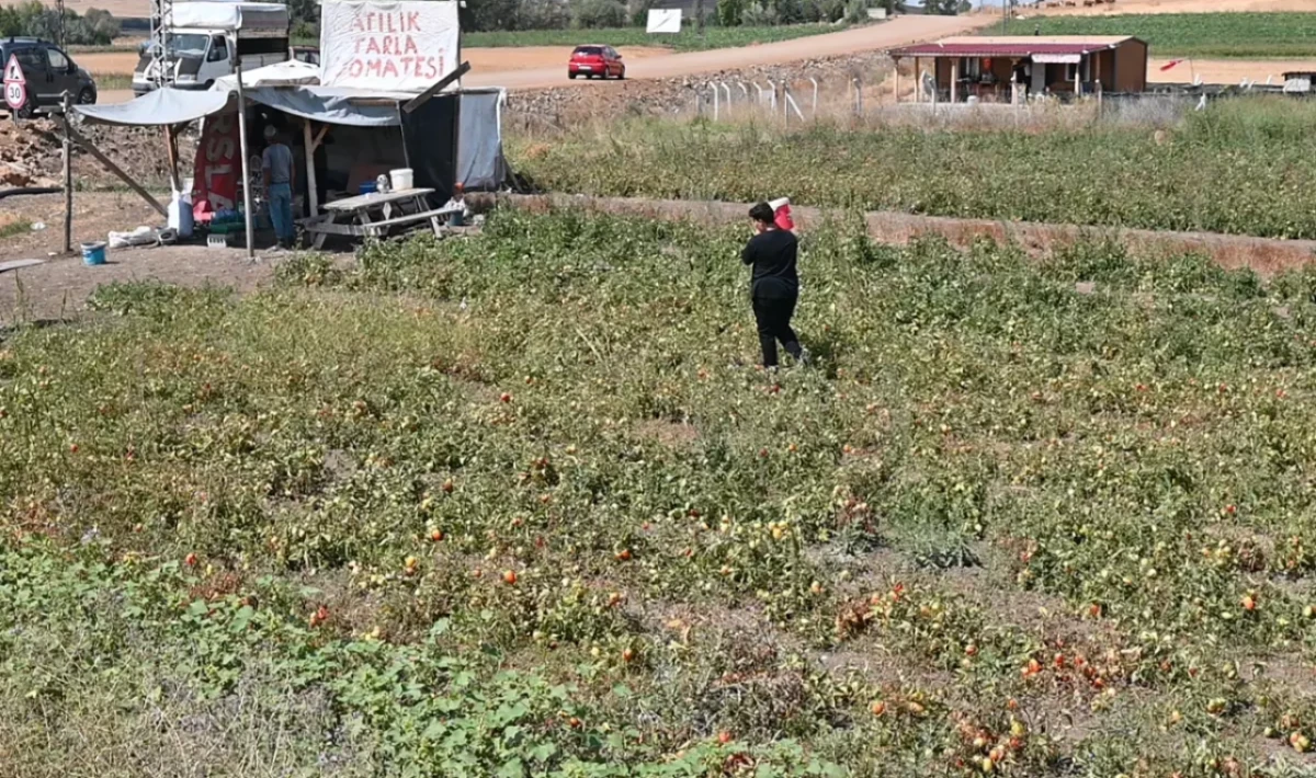 Tarlasını Vatandaşa Açtı, Paraya Para Demedi