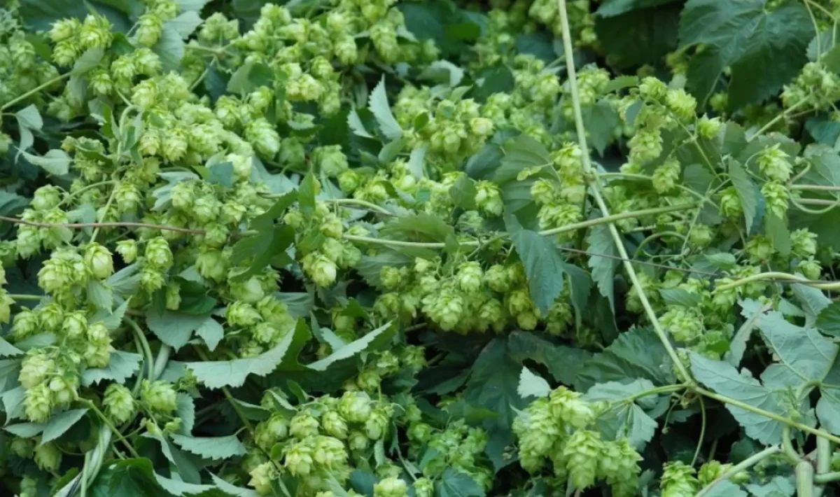 Türk çiftçisi farkında değil: Avrupa’da kilosu 35 bin TL