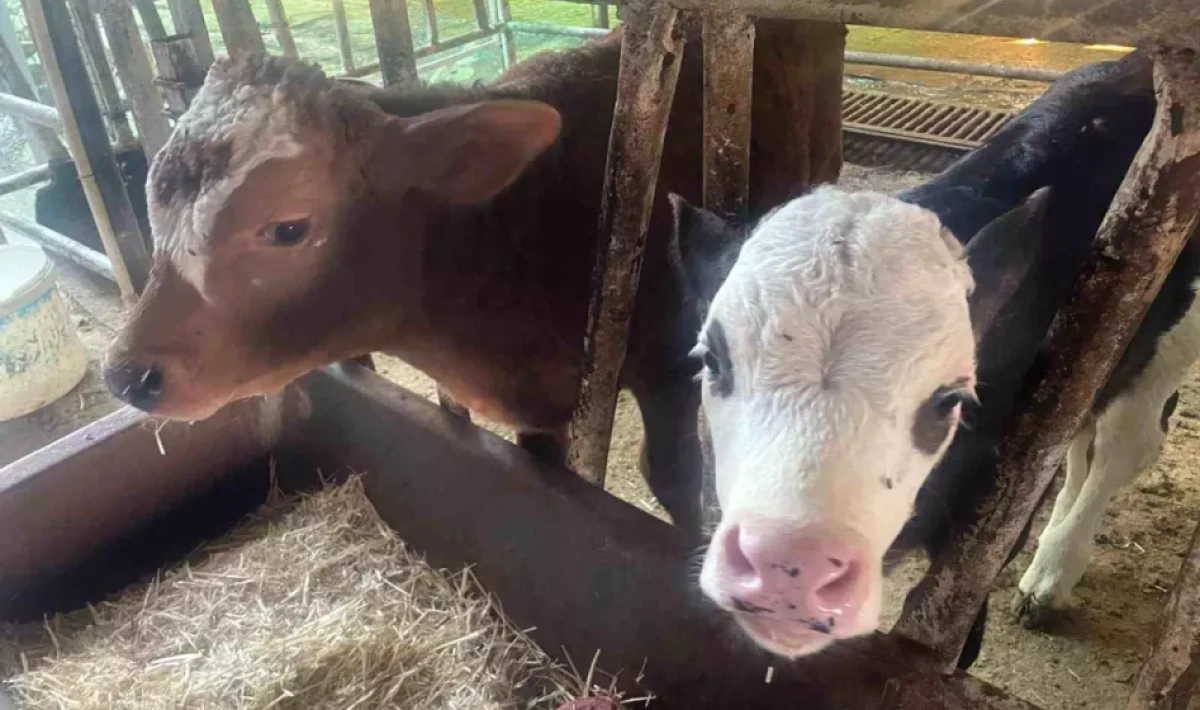 Türkiye’nin Buzakı Kaybı 500 Bine Yaklaştı: İthalat Politikaları Eleştiriliyor