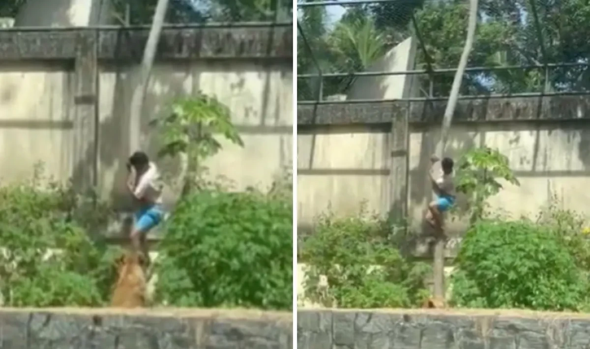 Tutkusu Sonu Oldu: 6 Metrelik Duvarı Aşıp Aslan Kafesine Giren Genç Hayatını Kaybetti