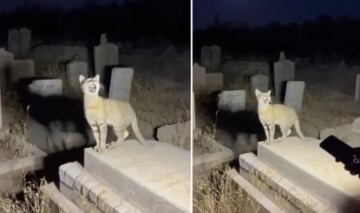 “Yapar Zekâ”yla Yapay Zekâda Yeni Çağ: Binler Gerçek Sanıp Paylaştı