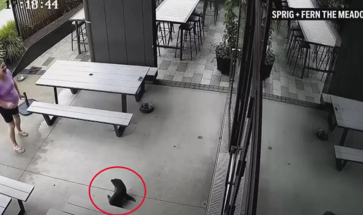 Yeni Zelanda’da bara giren yavru fok ortalığı karıştırdı!